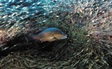 Brème de mer (Acanthopagrus sp) chassant dans un banc de poissons (Ambassis sp), Coral Bay, Australie
