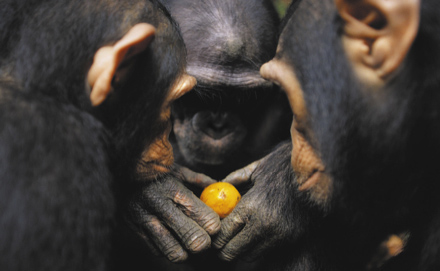 Chimpanzs (Pan troglodytes), Gabon