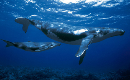 Baleine  bosse (Megaptera novaeangli) et son baleineau, le de Rurutu, Polynsie franaise