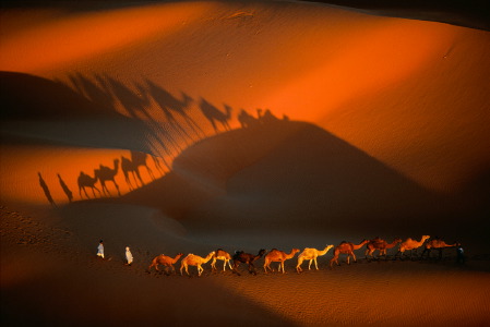 Caravane de dromadaires aux environs de Nouakchott, Mauritanie