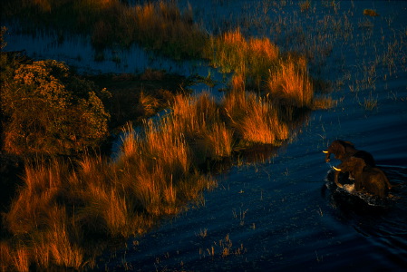 lphants dans le delta de l'Okavango, Botswana