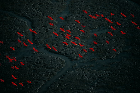 Vol d'ibis rouges sur le delta Amacuro, Venezuela