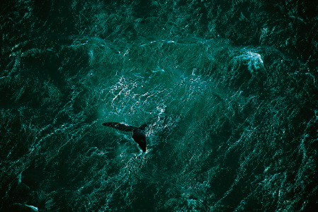 Baleine au large de la pninsule de Valds, Argentine