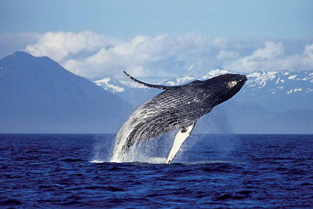 Baleine  bosse bondissant hors de leau prs des ctes dAlaska, Etats-Unis.