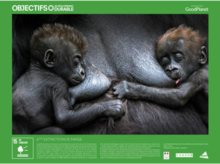Une femelle gorille des plaines de l'Ouest allaite un de ses 2 petits âgés de 45 jours, Afrique centrale.